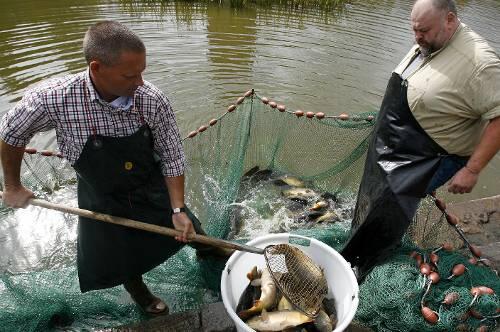 Franken ist Karpfenland &ndash; noch. Doch wenn immer mehr Teichwirte aufgeben, gibt es bald keinen fränkischen Karpfen mehr. Dieses Jahr wird eine Ernte von rund 6000 Tonnen Karpfen erwartet.