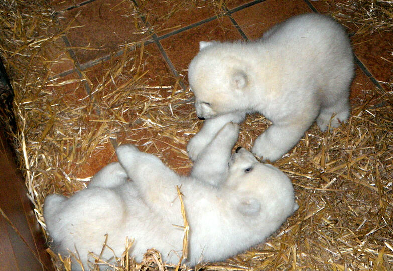 Wer von den beiden nun &bdquo;Gregor&ldquo;, und wer &bdquo;Aleut&ldquo; ist, kann anhand dieses Fotos nicht spezifiziert werden. Bald zeigen sich die Brüder mit Mama Vera den Tiergarten-Besuchern im Freigehege.