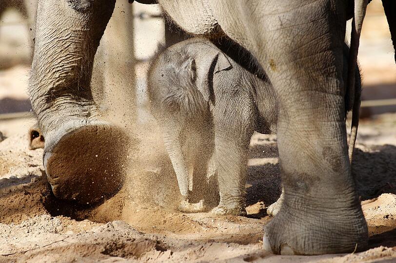 So süß! Am Dienstag hatte das bisher noch namenlose Elefantenmädchen offiziellen Fototermin im Freigehege des Tierparks Hellabrunn. Gemeinsam mit Mamma Panang und noch ein wenig tollpatschig erkundete das Dickhäuter-Baby seine neue Umgebung.