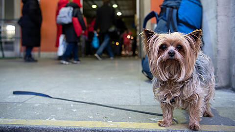 Dieser Hund kam aus der Ukraine nach München.
