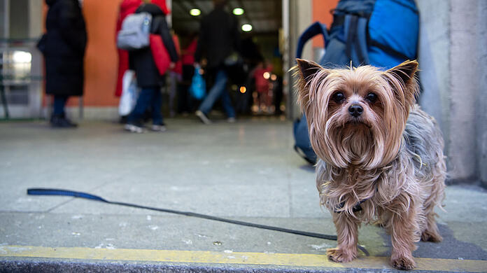 Dieser Hund kam aus der Ukraine nach München.