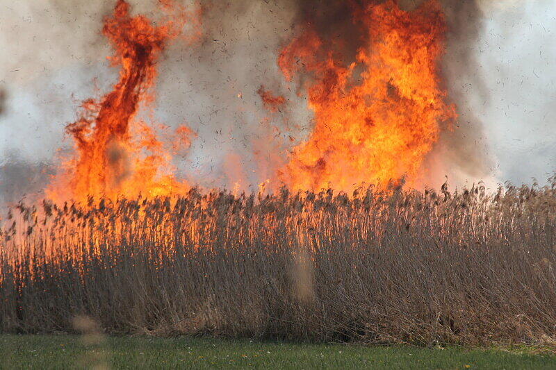 Mit einer Löschkette kämpften ein Feuerwehrmänner gegen die Feuerwalze, die sich durch das Schilf fraß.
