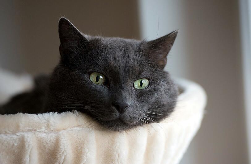 Baci-Bub