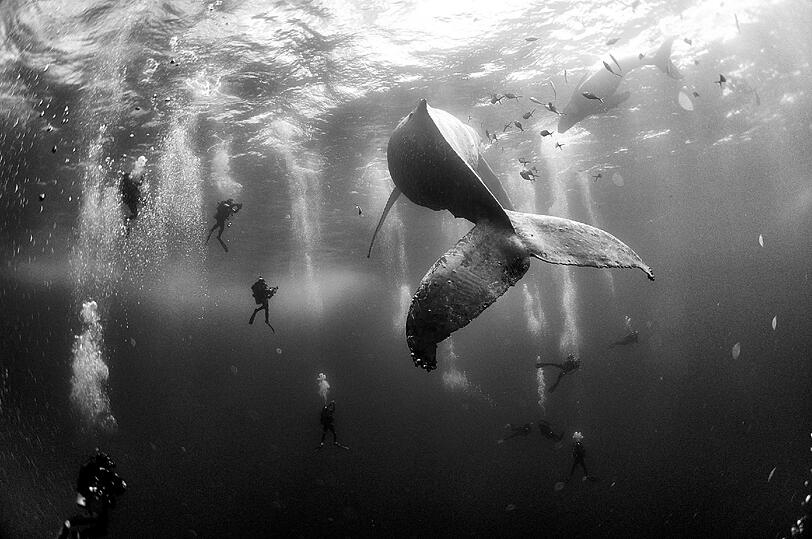 Whale Whisperers: Ein Buckelwal mit Tauchern im Pazifik.