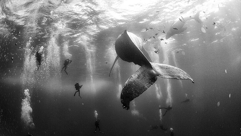 Whale Whisperers: Ein Buckelwal mit Tauchern im Pazifik. Whale Whisperers: Ein Buckelwal mit Tauchern im Pazifik.