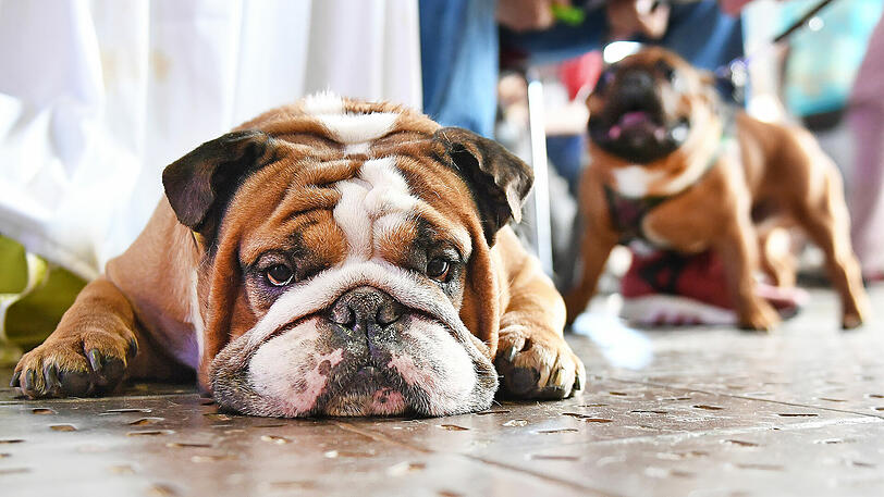 Ein kurioser Streit im Bulldoggen-Klub landete in München vor Gericht.