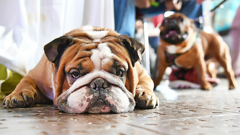 Ein kurioser Streit im Bulldoggen-Klub landete in München vor Gericht. Ein kurioser Streit im Bulldoggen-Klub landete in München vor Gericht.