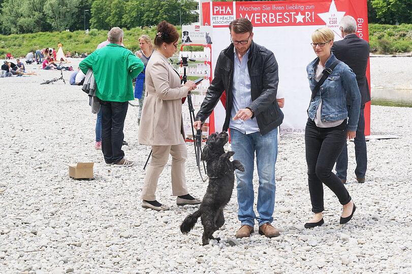 Merh Bilder vom Zamperl-Casting am Flaucher.