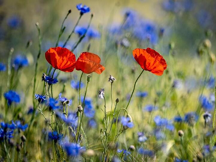Sommerwiese: Mohnblumen leuchten zwischen Kornblumen auf einem Feld bei Lehrte.