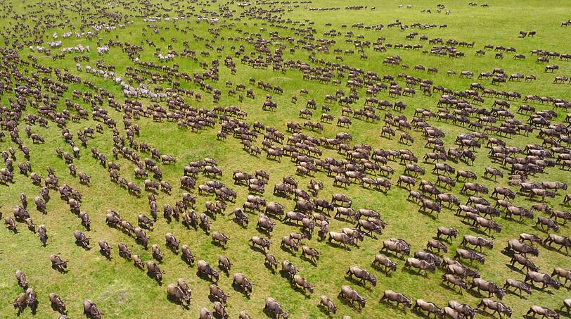 Jedes Jahr ziehen Millionen von Gnus, Zebras und Antilopen durch Tansania und Kenia.