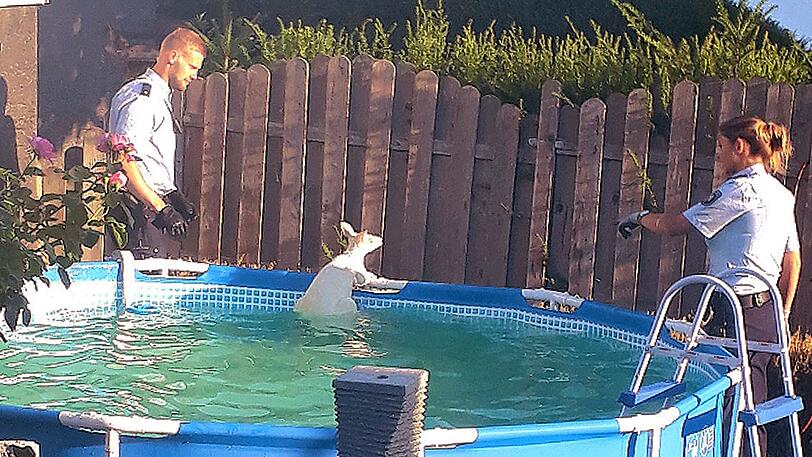Polizeibeamte stehen an einem Swimming-Pool, in dem ein Känguru steht. Das Känguru war auf der Flucht aus einem Gehege in der Nachbarschaft in den Pool gesprungen.