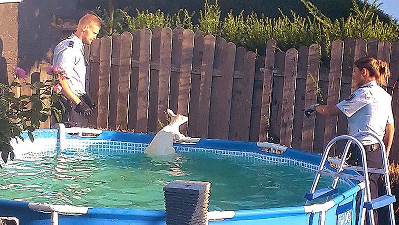 Polizeibeamte stehen an einem Swimming-Pool, in dem ein Känguru steht. Das Känguru war auf der Flucht aus einem Gehege in der Nachbarschaft in den Pool gesprungen. Polizeibeamte stehen an einem Swimming-Pool, in dem ein Känguru steht. Das Känguru war auf der Flucht aus einem Gehege in der Nachbarschaft in den Pool gesprungen.