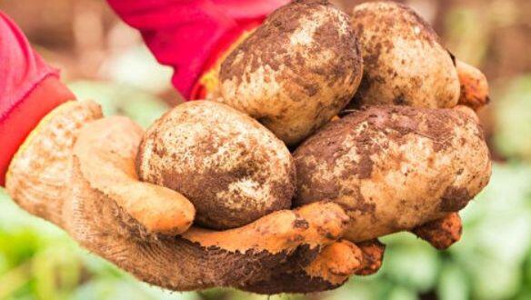 Voller Erde, aber bio: Am Samstag dürfen Kartoffeln vom Feld geklaubt werden. Voller Erde, aber bio: Am Samstag dürfen Kartoffeln vom Feld geklaubt werden.