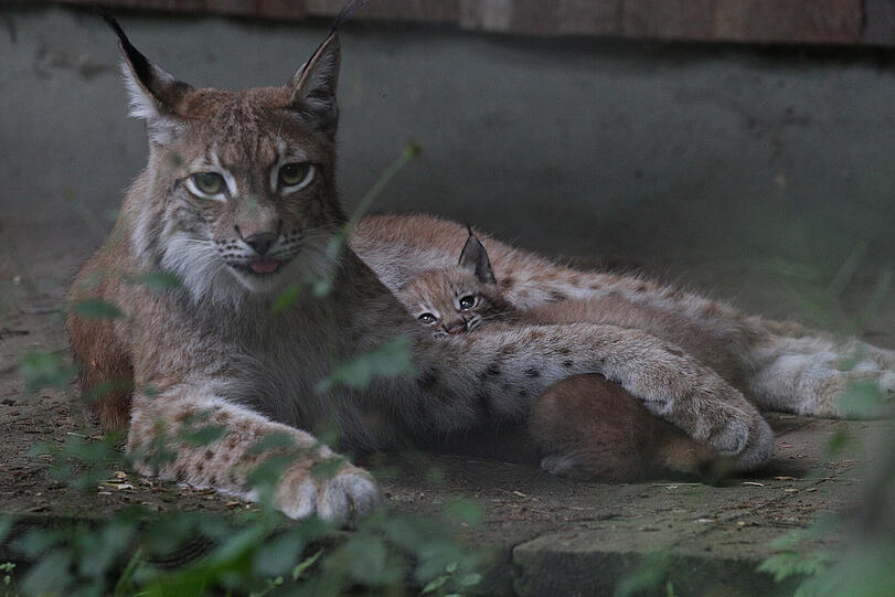 Weitere Bilder der Hellebrunner Luchsbabys Paula und Pep.
