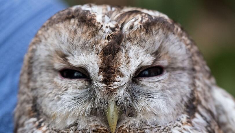 Der Waldkauz war mutmaßlich von einem Auto erfasst und verletzt worden. (Symbolbild) Der Waldkauz war mutmaßlich von einem Auto erfasst und verletzt worden. (Symbolbild)