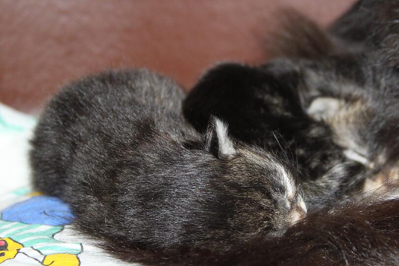 Die kleinen Kätzchen erholen sich jetzt im Tierheim von den Strapazen.