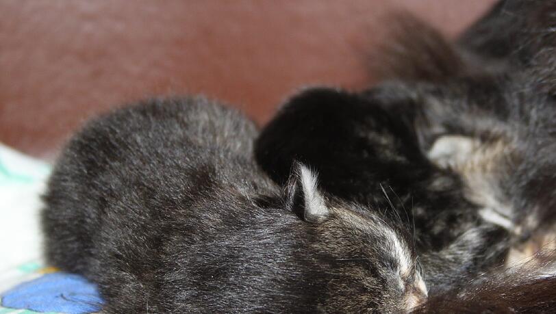 Die kleinen Kätzchen erholen sich jetzt im Tierheim von den Strapazen.