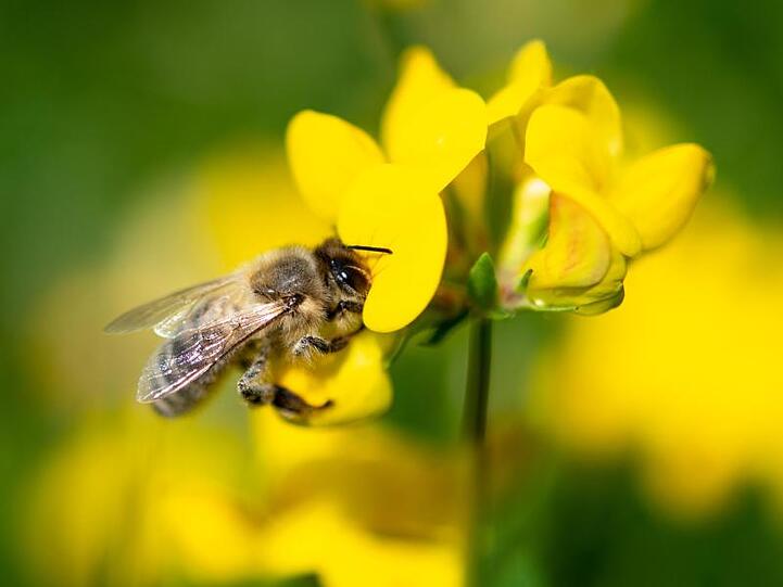 Auf Wiesen und in Wäldern Deutschlands sind inzwischen deutlich weniger Insekten unterwegs als noch vor einem Jahrzehnt.