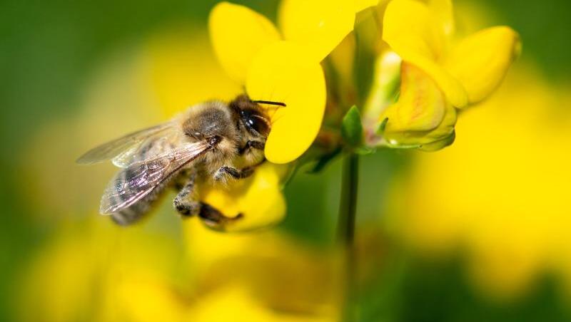 Auf Wiesen und in Wäldern Deutschlands sind inzwischen deutlich weniger Insekten unterwegs als noch vor einem Jahrzehnt. Auf Wiesen und in Wäldern Deutschlands sind inzwischen deutlich weniger Insekten unterwegs als noch vor einem Jahrzehnt.