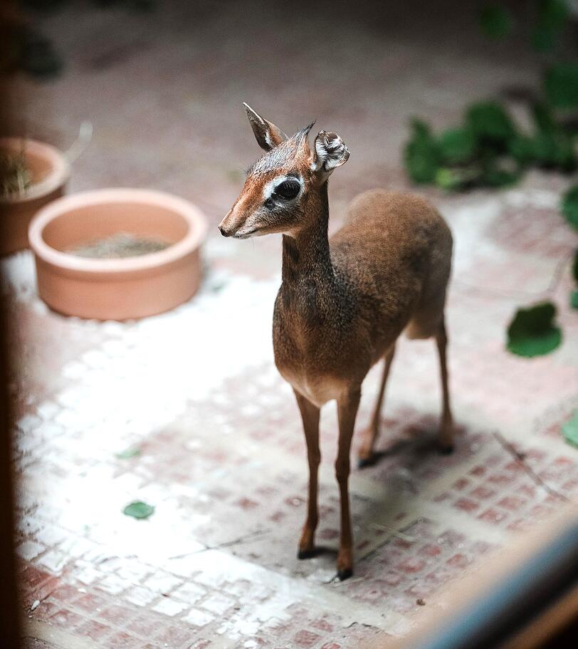Dikdiks bewohnen feste Territorien und markieren diese mit Dungpl&auml;tzen und mit einem teerartigen Duftsekret. Dieses wird aus einer Dr&uuml;se am Auge, der sogenannten Voraugendr&uuml;se, an Zweigen, Gr&auml;sern und Steinen verrieben.