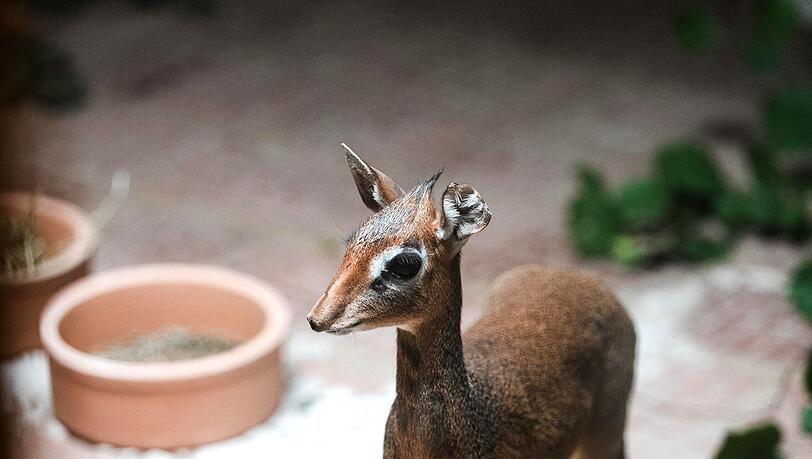 Dikdiks bewohnen feste Territorien und markieren diese mit Dungplätzen und mit einem teerartigen Duftsekret. Dieses wird aus einer Drüse am Auge, der sogenannten Voraugendrüse, an Zweigen, Gräsern und Steinen verrieben. Dikdiks bewohnen feste Territorien und markieren diese mit Dungplätzen und mit einem teerartigen Duftsekret. Dieses wird aus einer Drüse am Auge, der sogenannten Voraugendrüse, an Zweigen, Gräsern und Steinen verrieben.
