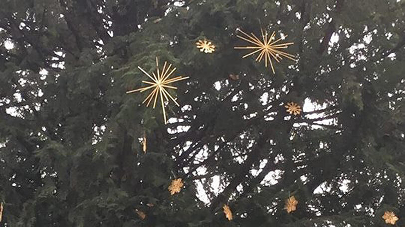Der Verein hat Strohsterne in die Bäume im Alten Botanischen Garten gehängt. Sie sollen es dort ein bisschen heimeliger machen.