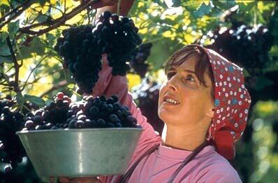 Weinlese