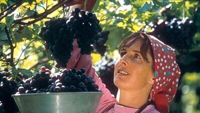 Weinlese