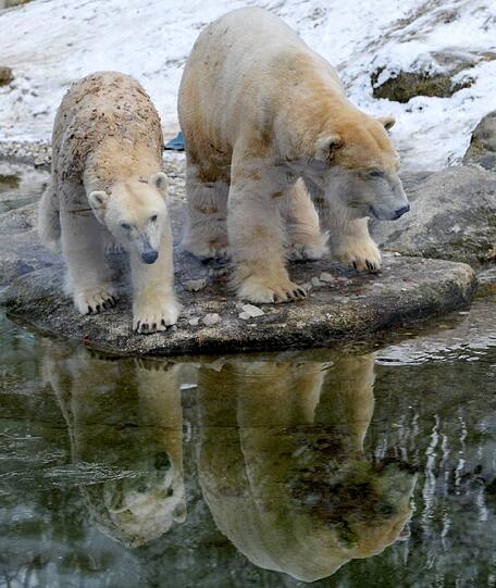 Tierische Kälte in Deutschland: Im Münchner Tierpark Hellabrunn ist das Wasser weniger warm als in den japanischen Quellen - die Eisbären beäugen das kühle Nass eher skeptisch...