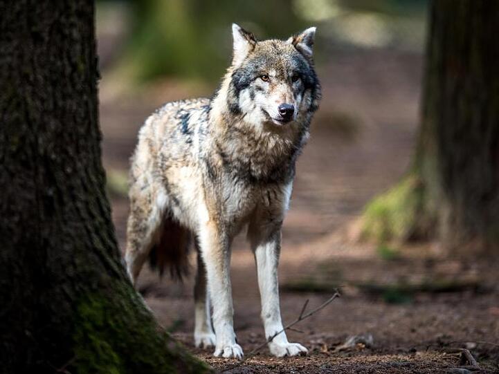 Ein Wolf. Foto: Alexander Heinl/dpa/Archivbild