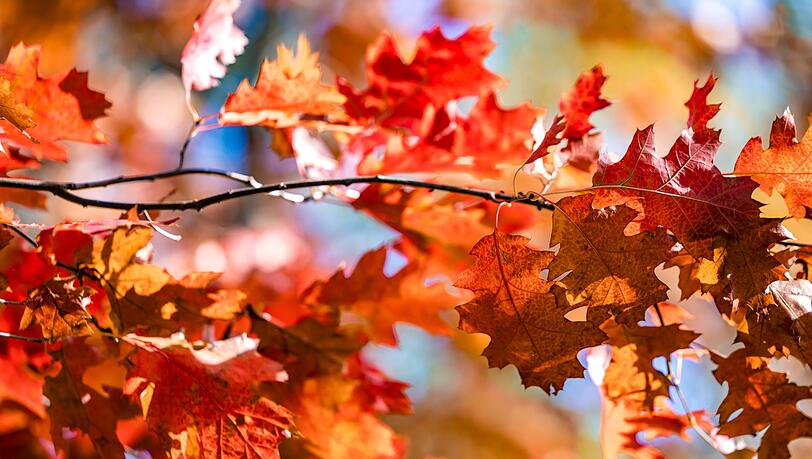 Deutschland darf sich über goldene Oktobertage freuen. (Symbolbild) Deutschland darf sich über goldene Oktobertage freuen. (Symbolbild)