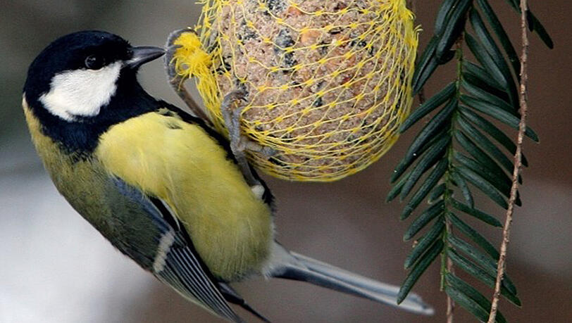 Wenn man Meisenknödel kauft, sollte man darauf achten, dass diese nicht in enge Plastiknetze gehüllt sind, da sich Vögel darin verfangen können. Wenn man Meisenknödel kauft, sollte man darauf achten, dass diese nicht in enge Plastiknetze gehüllt sind, da sich Vögel darin verfangen können.
