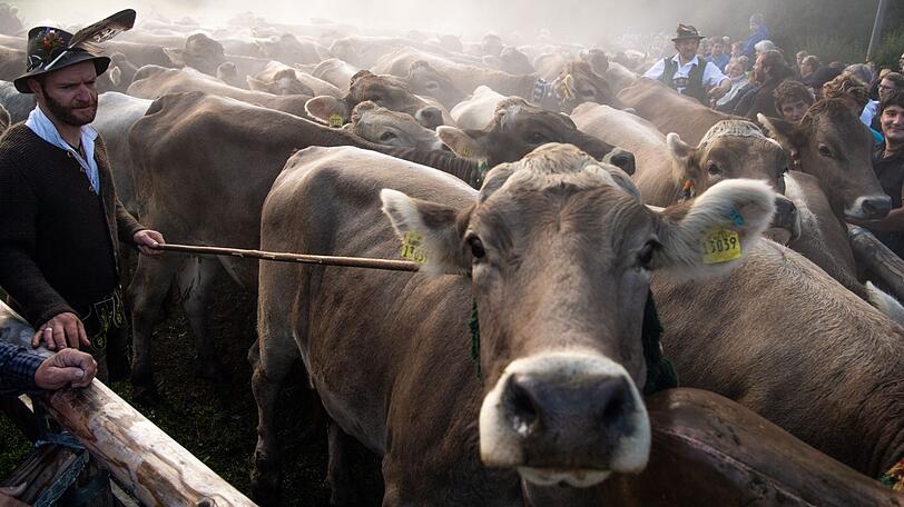Kühe drängen sich vor einem Viehtreiber in Tracht. Beim Viehscheid von Bad Hindelang werden etwa 700 Kühe von fünf Alpen zurück ins Tal getrieben.