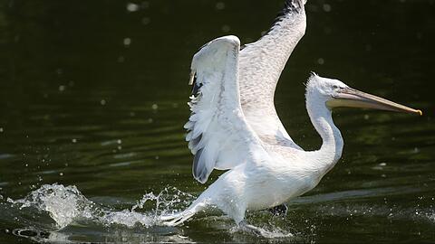 Eigentlich sind Pelikane in tropischen, subtropischen und gemäßigten Zonen zu finden. Jetzt tauchte einer an der Isar auf. (Symbolfoto)