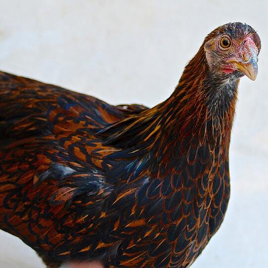 Die alte Hühner-Rasse "Heritage Chicken Breeds" mag Rossellini besonders