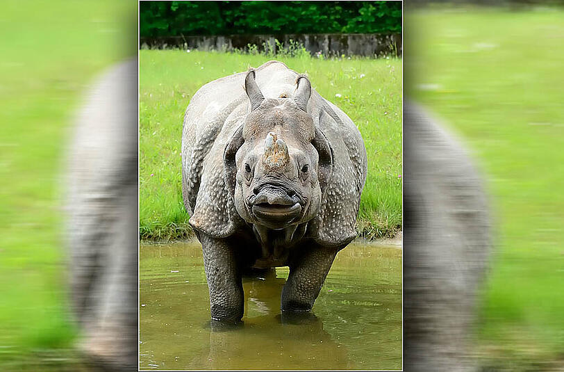 Das Panzernashorn-Weibchen Rapti im Tierpark Hellabrunn erwartet ein Junges. Die Geburt soll noch im August erfolgen.