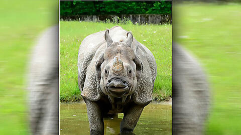 Das Panzernashorn-Weibchen Rapti im Tierpark Hellabrunn erwartet ein Junges. Die Geburt soll noch im August erfolgen.
