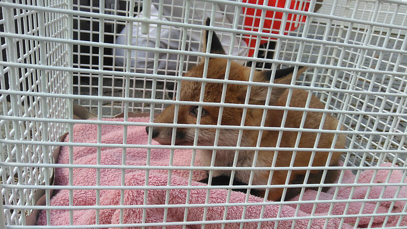 Im Tierheim erholte sich der Fuchs schnell wieder und konnte noch am selben Tag ins Freie entlassen werden.