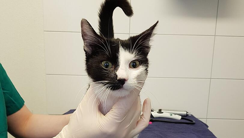 Eine der Katzen aus dem Horrorhaus bei Grünwald. Eine der Katzen aus dem Horrorhaus bei Grünwald.
