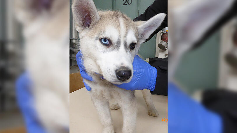Das Tierheim in Günzburg sucht mittlerweile einen Besitzer für den kleinen Hund.
