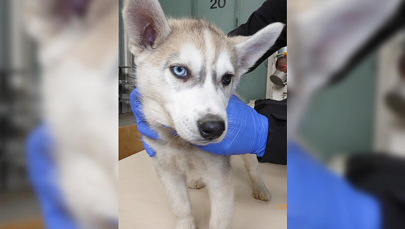 Das Tierheim in Günzburg sucht mittlerweile einen Besitzer für den kleinen Hund. Das Tierheim in Günzburg sucht mittlerweile einen Besitzer für den kleinen Hund.
