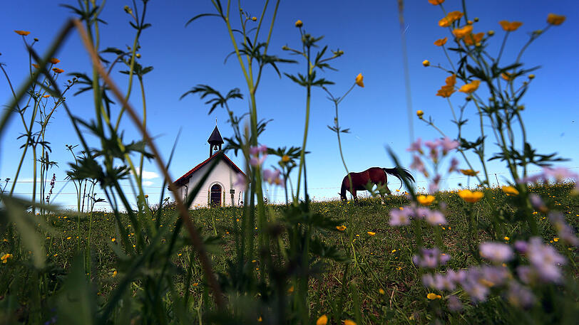 Ein Pferd weidet auf einer Blumenwiese in Missen.
