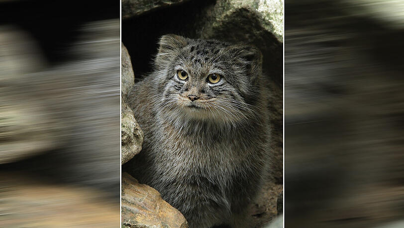 Die beiden Manul-Weibchen sind ab Freitag in Hellabrunn zu bestaunen. Die beiden Manul-Weibchen sind ab Freitag in Hellabrunn zu bestaunen.