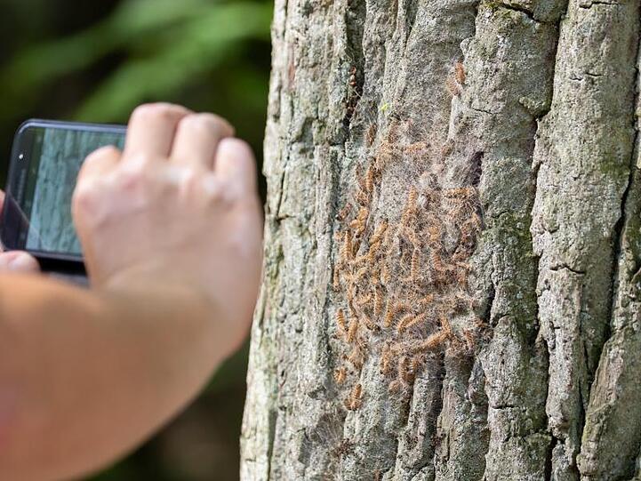Eichenprozessionsspinner sitzen in ihrem Nest auf einem Baum. Foto: Daniel Karmann/Archivbild