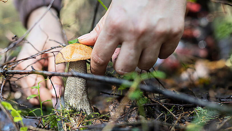 Kaum ist der Herbst da, zieht es Pilzsammler in die Wälder. Kaum ist der Herbst da, zieht es Pilzsammler in die Wälder.