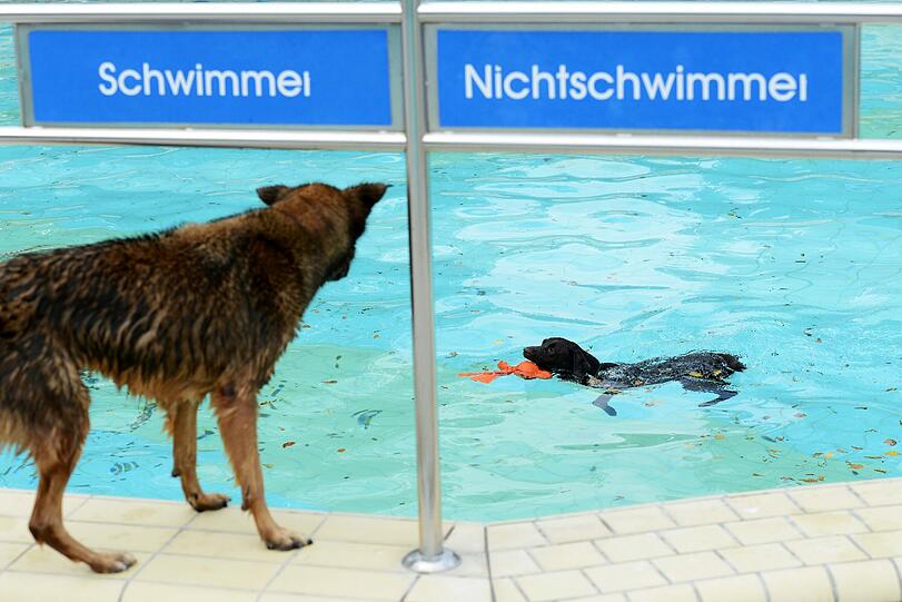 Vierbeiner im Schwimmbad: Der eine planscht schon im Becken, der andere Hund schaut noch ein wenig skeptisch.