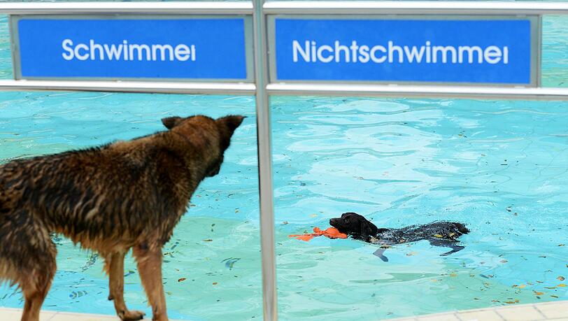 Vierbeiner im Schwimmbad: Der eine planscht schon im Becken, der andere Hund schaut noch ein wenig skeptisch. Vierbeiner im Schwimmbad: Der eine planscht schon im Becken, der andere Hund schaut noch ein wenig skeptisch.