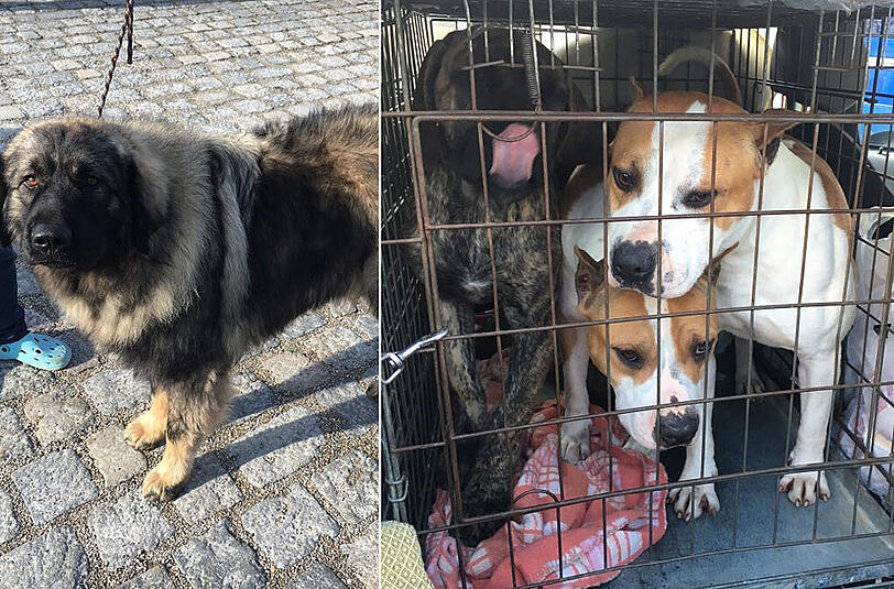 Die drei Kampfhunde und der jugoslawische Hirtenhund wurden von der Polizei beschlagnahmt.