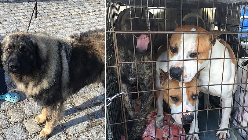 Die drei Kampfhunde und der jugoslawische Hirtenhund wurden von der Polizei beschlagnahmt. Die drei Kampfhunde und der jugoslawische Hirtenhund wurden von der Polizei beschlagnahmt.