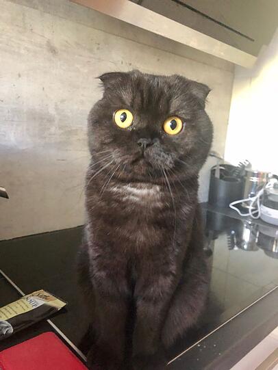 Mausi